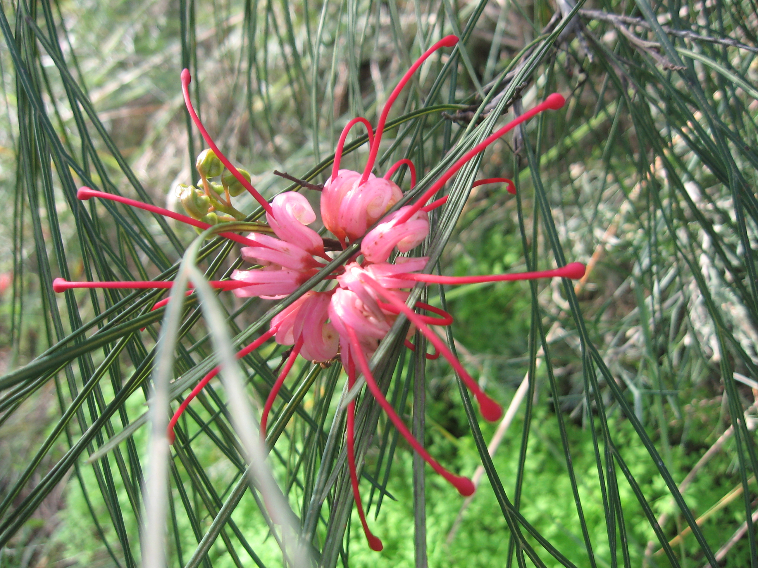 Grevillea olivacea